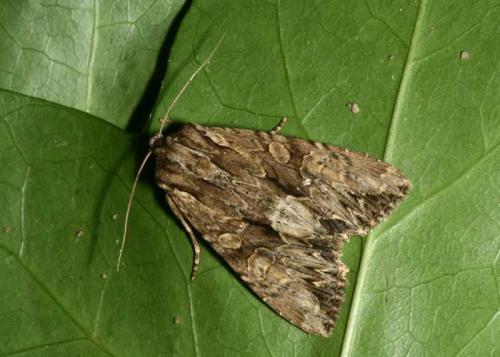 Réf. 46 830 : Apamea monoglypha