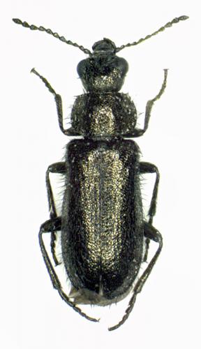 Réf. 46 035 : Dasytes tristiculus
