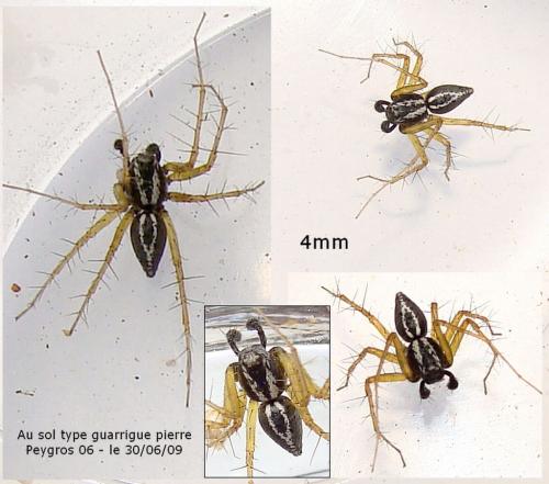 Oxyopes nigripalpis