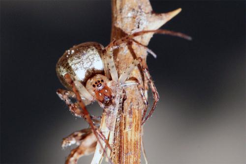Réf. 46 577 : Metellina merianae