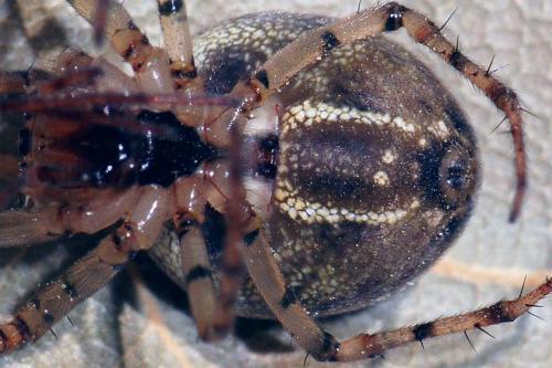 Réf. 46 578 : Metellina merianae