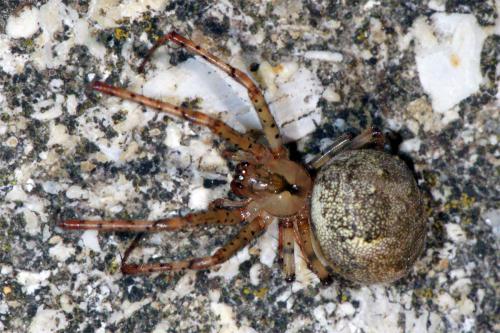 Réf. 46 576 : Metellina merianae