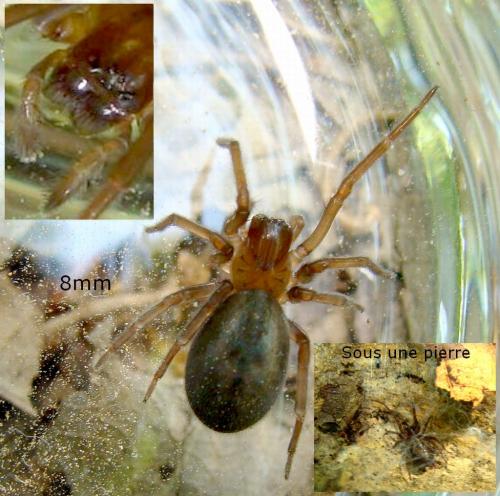 Amaurobius sp.
