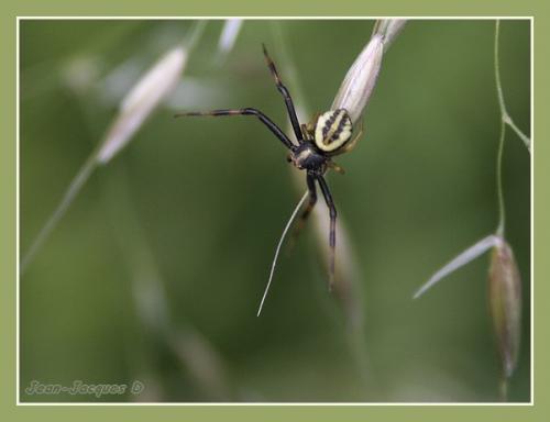 Misumena vatia