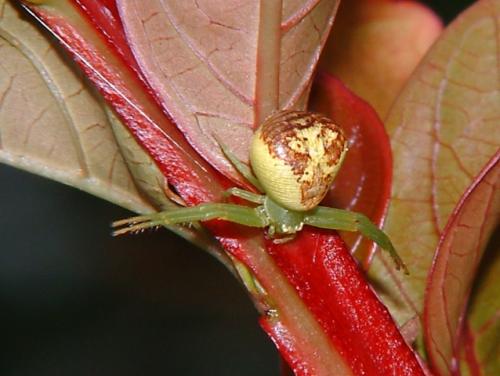Réf. 46 715 : Ebrechtella tricuspidata