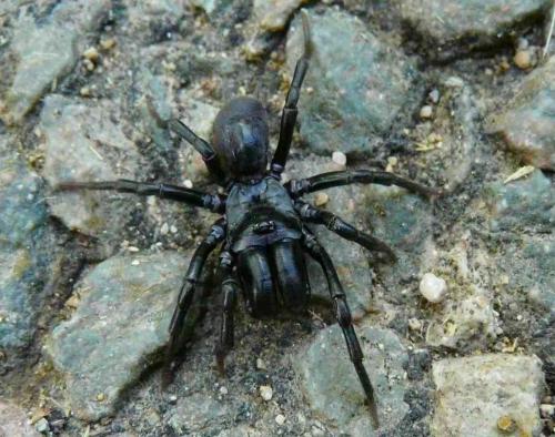 Atypus sp.