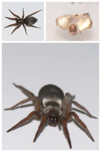 Scotophaeus blackwalli