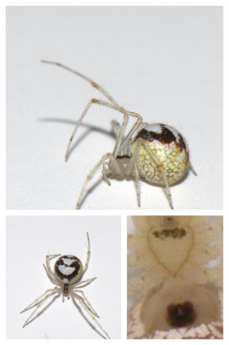 Réf. 46 709 : Theridion varians