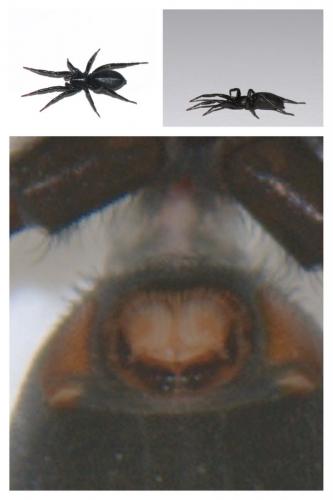 Drassyllus praeficus