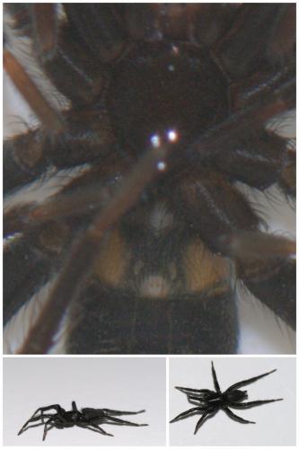 Zelotinae
