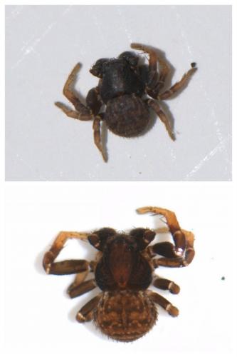 Ozyptila claveata