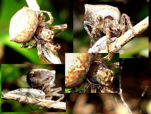 Gibbaranea sp.