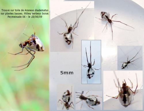 Argyrodes argyrodes