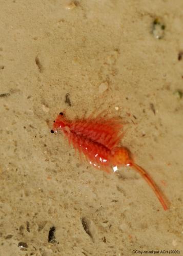 Réf. 46 279 : Artemia sp.