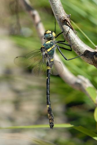 Macromia splendens