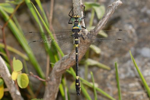 Macromia splendens