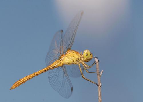 Réf. 46 950 : Sympetrum meridionale