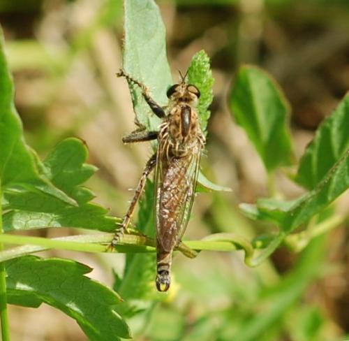 Réf. 46 253 : Philonicus albiceps