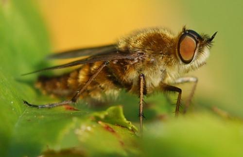 Thereva sp.
