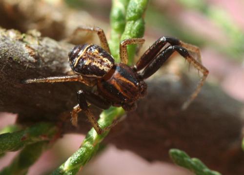 Réf. 46 776 : Xysticus ulmi