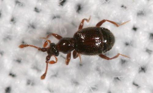 Réf. 46 210 : Bryaxis sp.