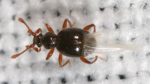 Réf. 46 249 : Bryaxis curtisii
