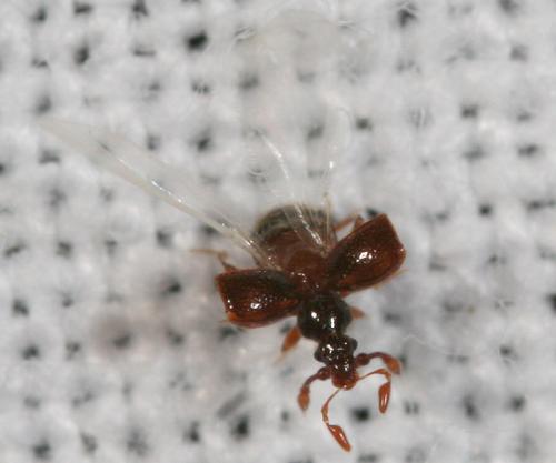 Réf. 46 211 : Bryaxis curtisii