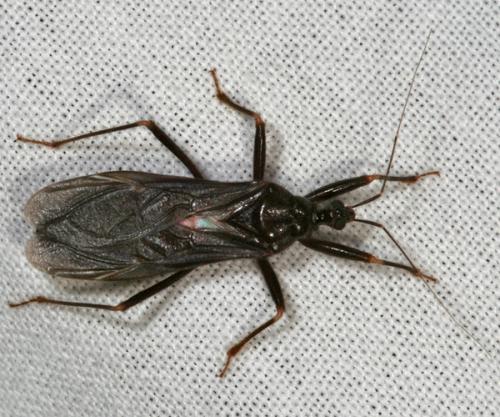 Reduvius personatus