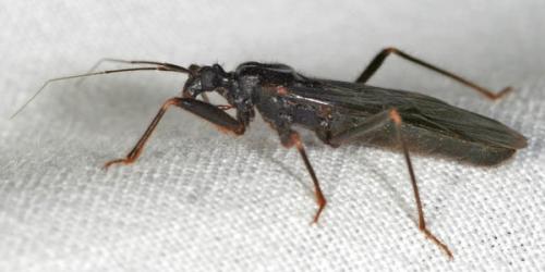 Reduvius personatus
