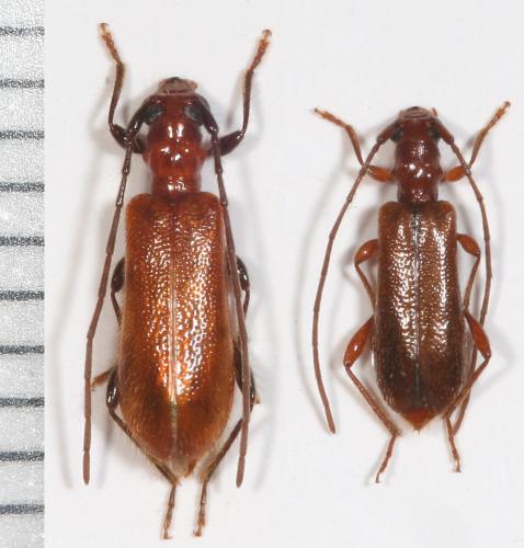 Obrium sp.