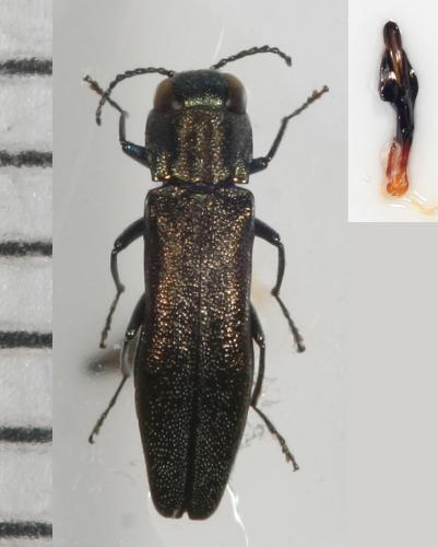 Agrilus olivicolor