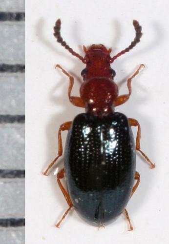 Vincenzellus ruficollis
