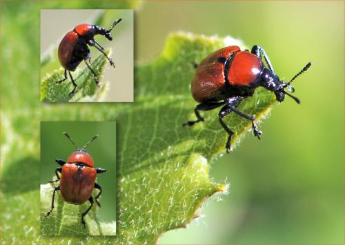 Attelabus nitens