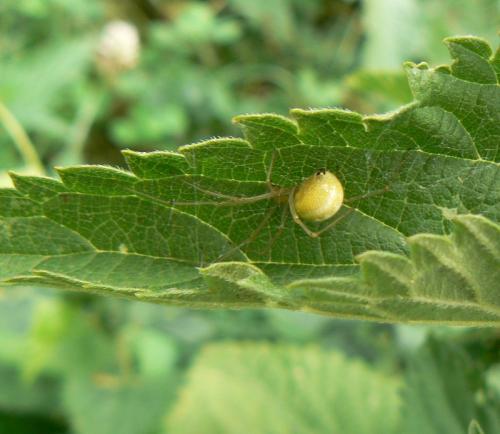 Enoplognatha sp.