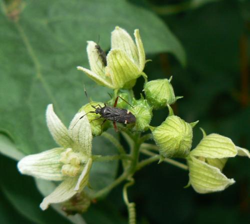Réf. 46 201 : Closterotomus biclavatus