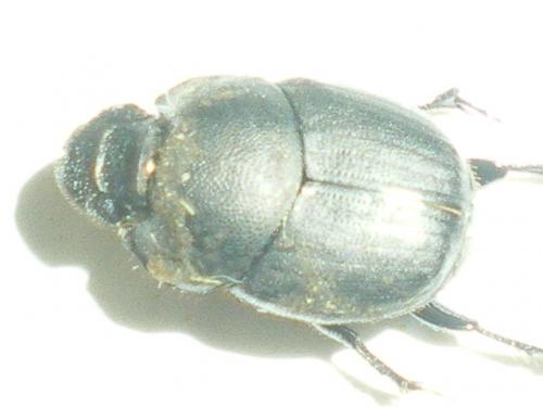Onthophagus verticicornis