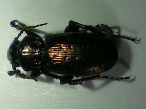 Réf. 46 591 : Pterostichus selmanni