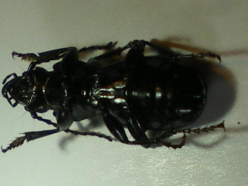 Pterostichus selmanni