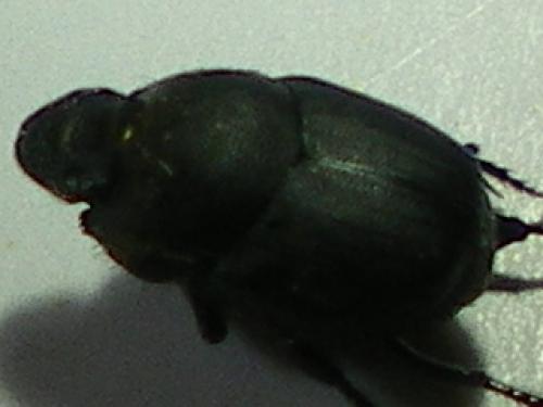 Onthophagus verticicornis
