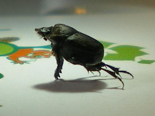 Onthophagus verticicornis