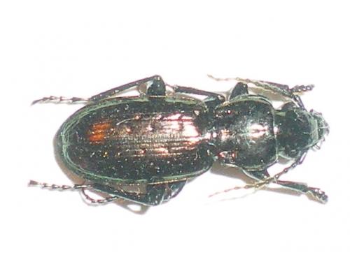 Pterostichus selmanni