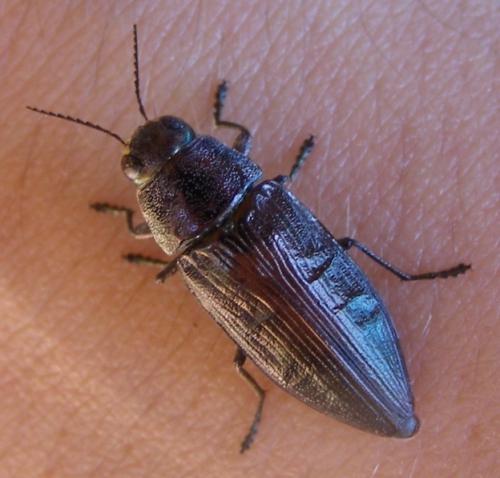 Réf. 46 549 : Buprestis haemorrhoidalis
