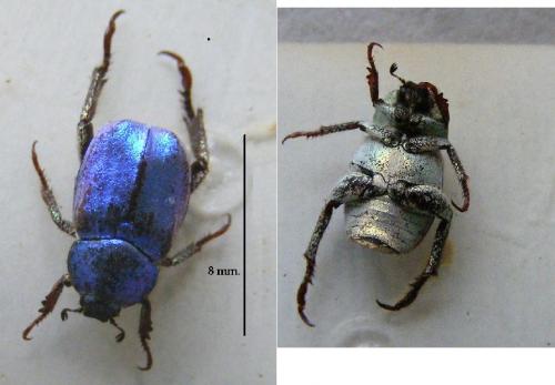 Hoplia coerulea