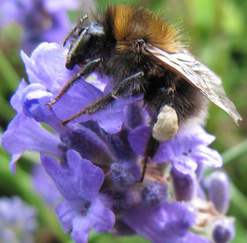 Bombus hypnorum