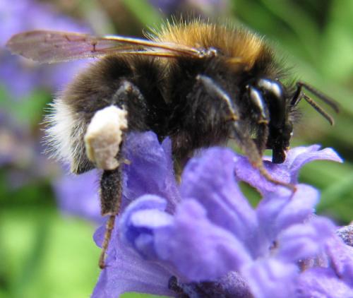 Réf. 46 333 : Bombus hypnorum