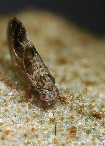 Réf. 46 182 : Cacopsylla fulguralis