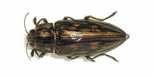 Réf. 46 634 : Chalcophora intermedia fagniezi