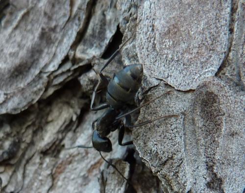 Camponotus vagus