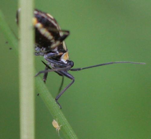 Capsodes sulcatus