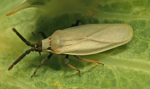 Catoplatus carthusianus